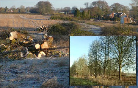 Trees felled at Avebury